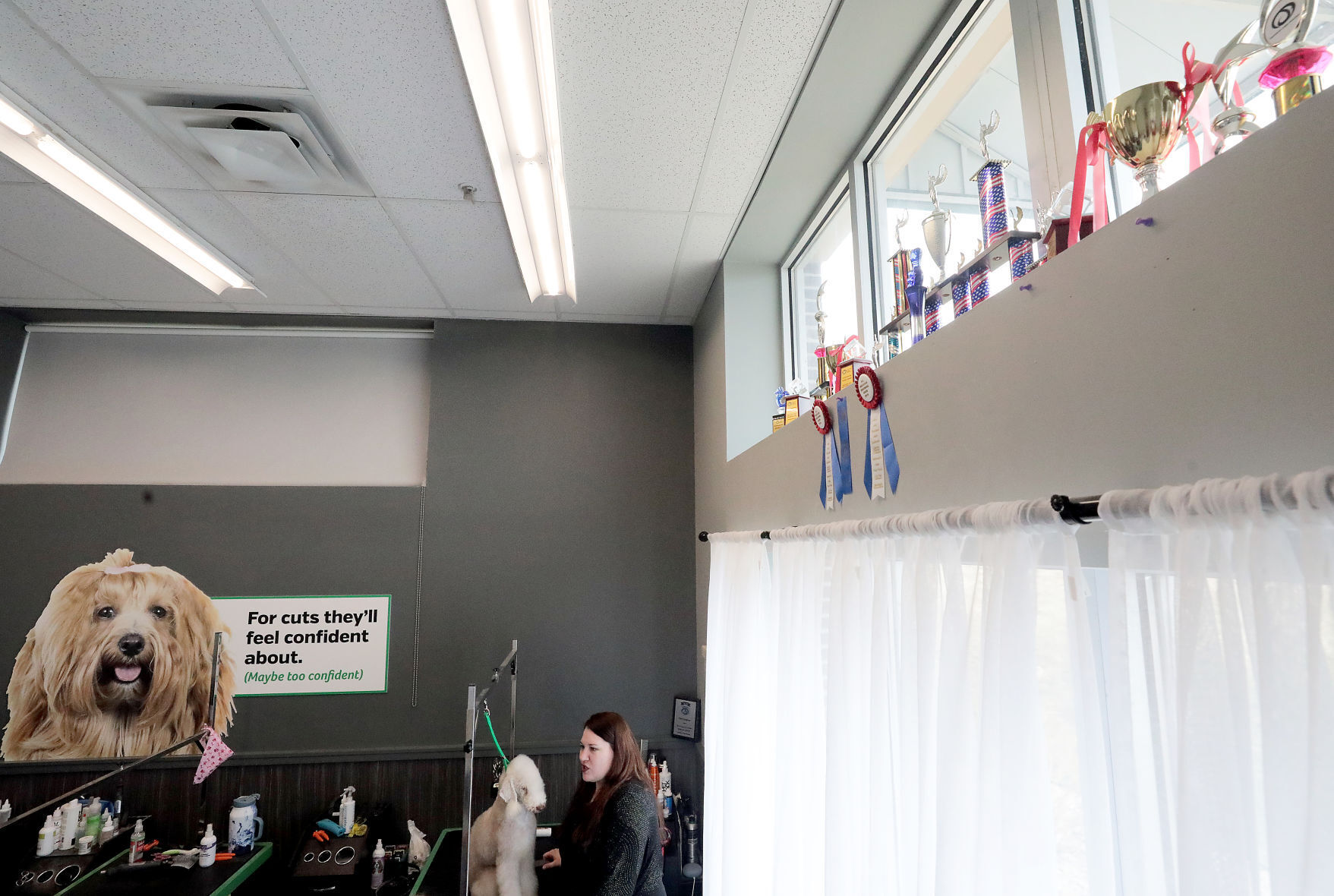Grooming awards in pet salon